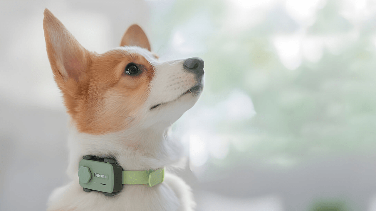 PetPhone